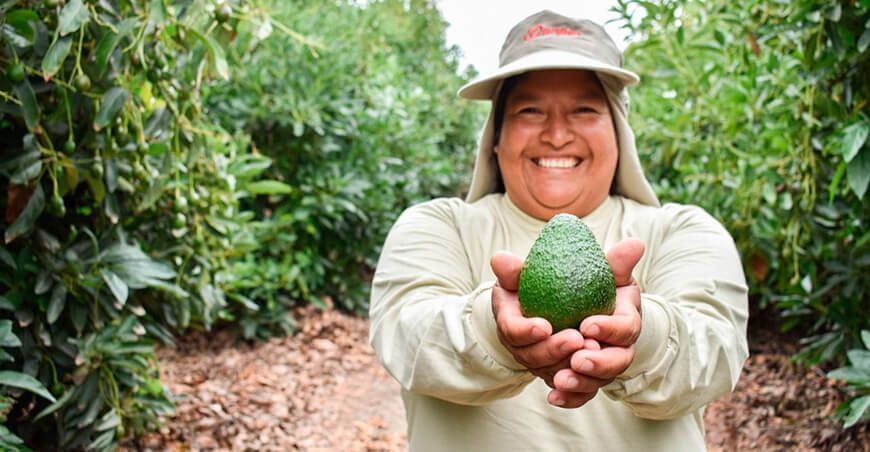 exportación de palta Hass Danper Perú