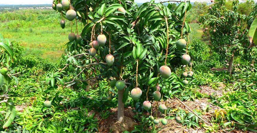 Ancash: Productores realizan última poda en mango en Moro y valle de Nepeña