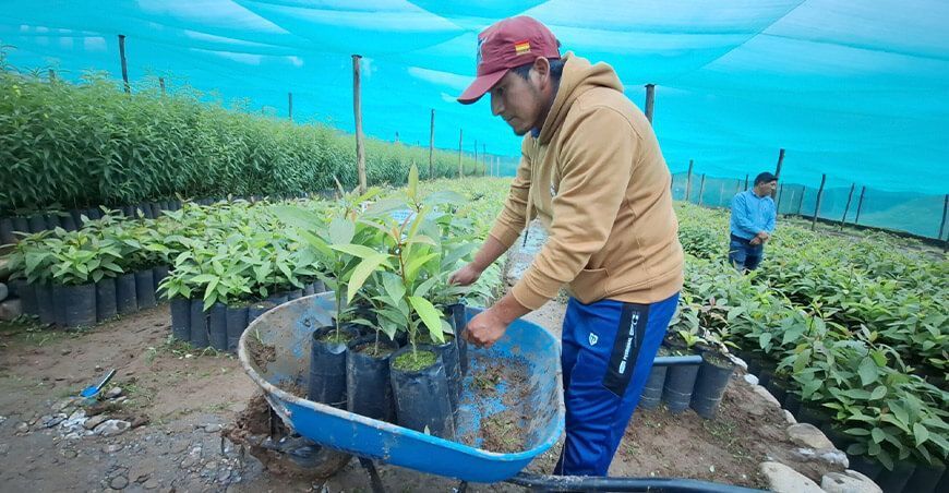 Proyecto Frutícola Chincheros en la región Apurímac Midagri Perú