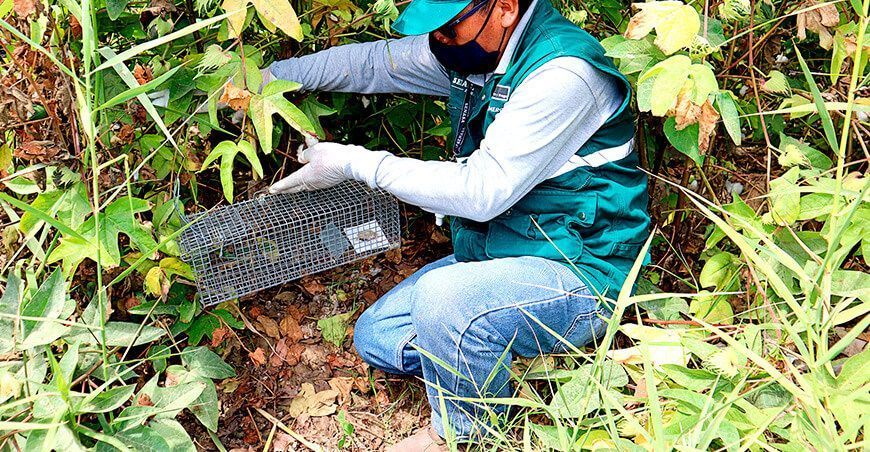 Senasa control de roedores Perú