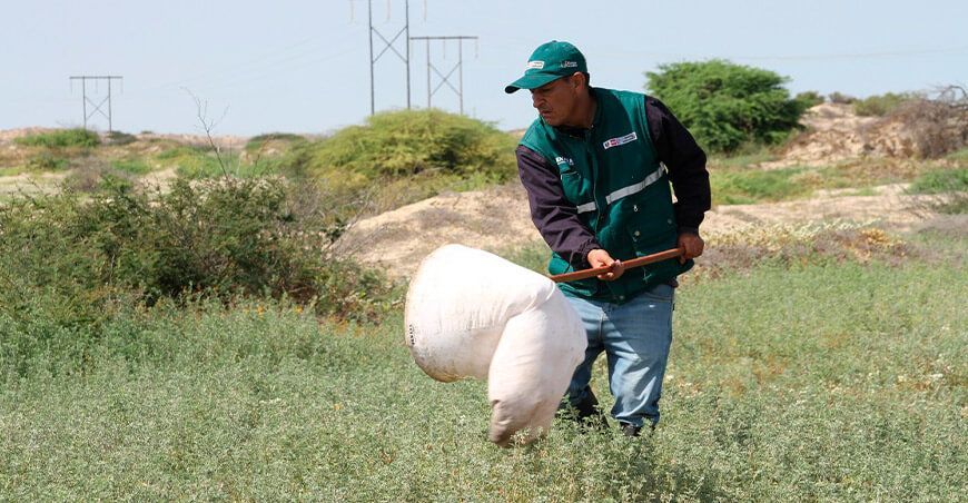 Senasa plaga langosta Perú