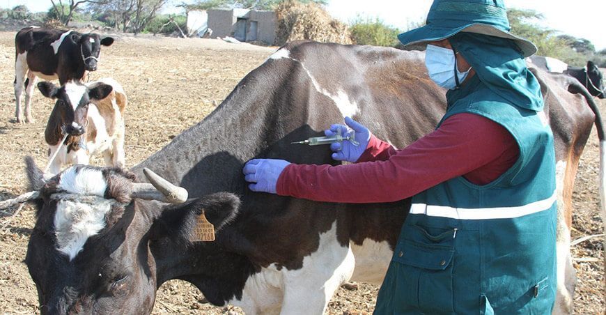 Senasa campaña vacunación ganado bovino Perú