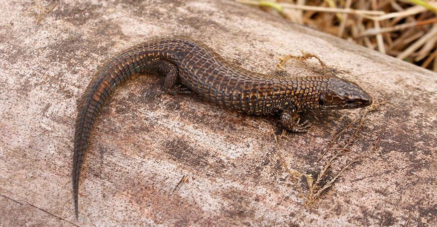 Científicos descubren dos nuevas especies de lagartijas en Amazonas