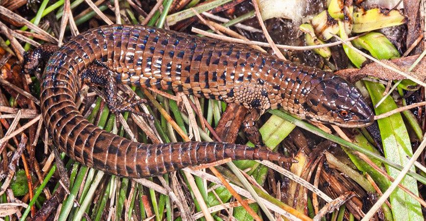 Científicos descubren dos nuevas especies de lagartijas en Amazonas