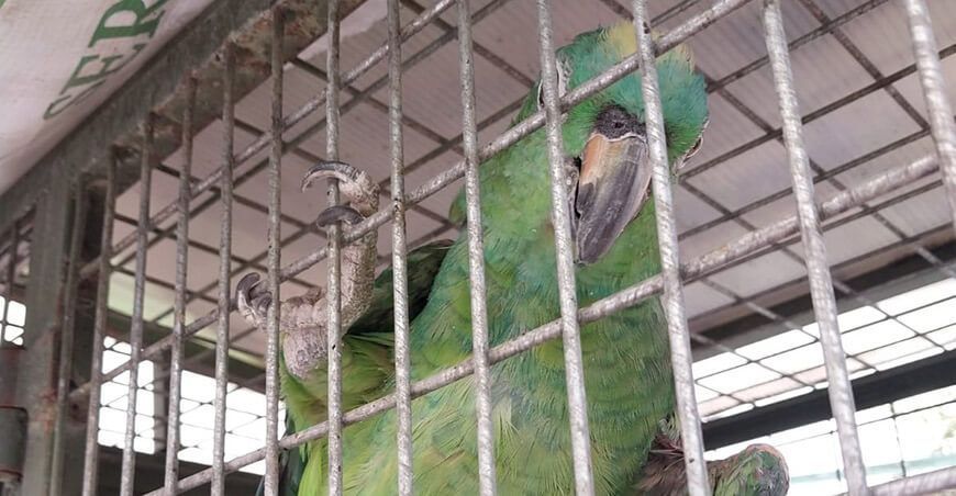 Serfor recuperó animales silvestres en la primera semana del año Arequipa Perú