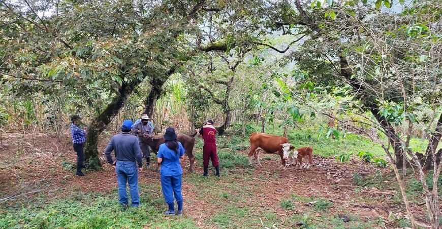 Descartada la presencia de virus de la Lengua Azul en ganado bovino, ovino y caprino en Perú
