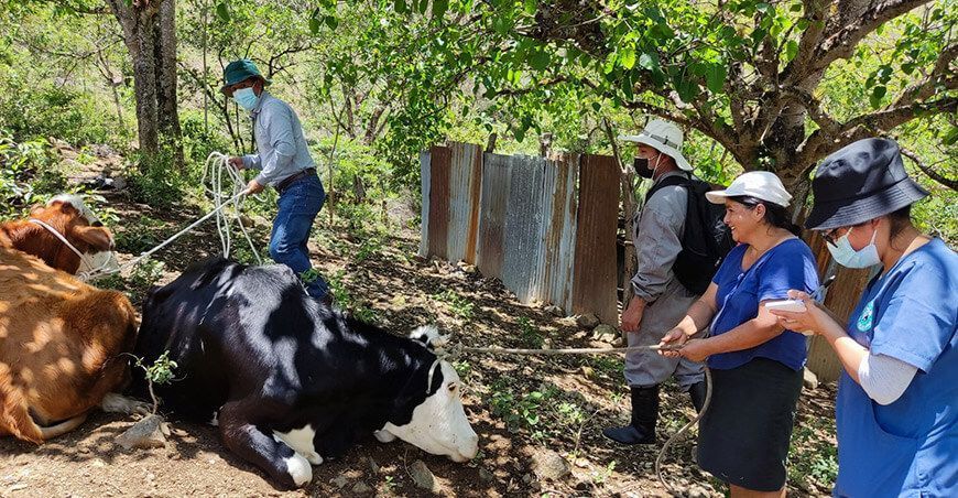 Descartada la presencia de virus de la Lengua Azul en ganado bovino, ovino y caprino en Perú