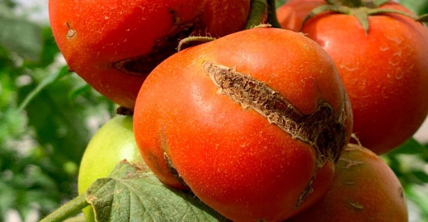 Virus del fruto rugoso del tomate
