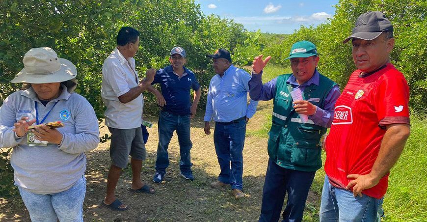 Capacitan en prevención y control de plagas en cultivos de banano y plátano a Tumbes