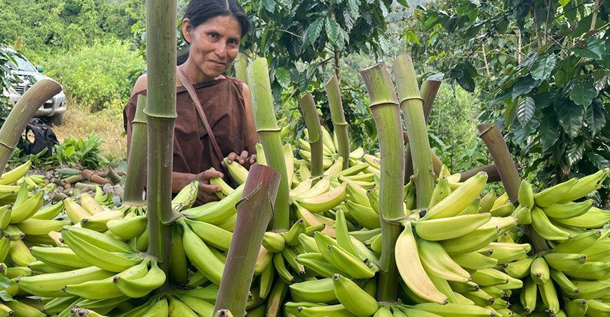 Comunidad de Jerusalén de Miñaro abastece plátano y banano a supermercados de Lima