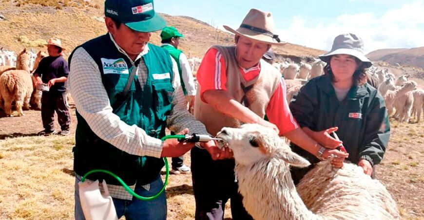 Dosificación de alpacas kits veterinarios Agro Rural Perú