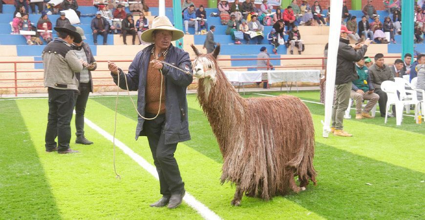 alpacas Suri Puno Perú