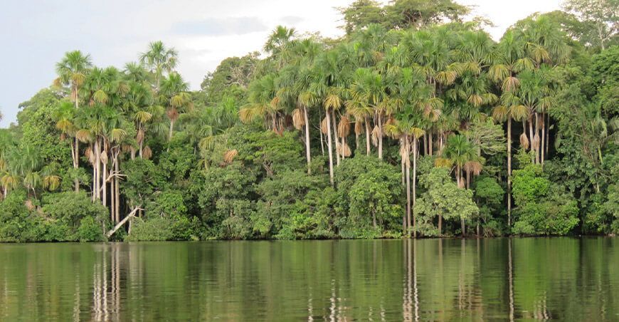 La Amazonía continental en riesgo