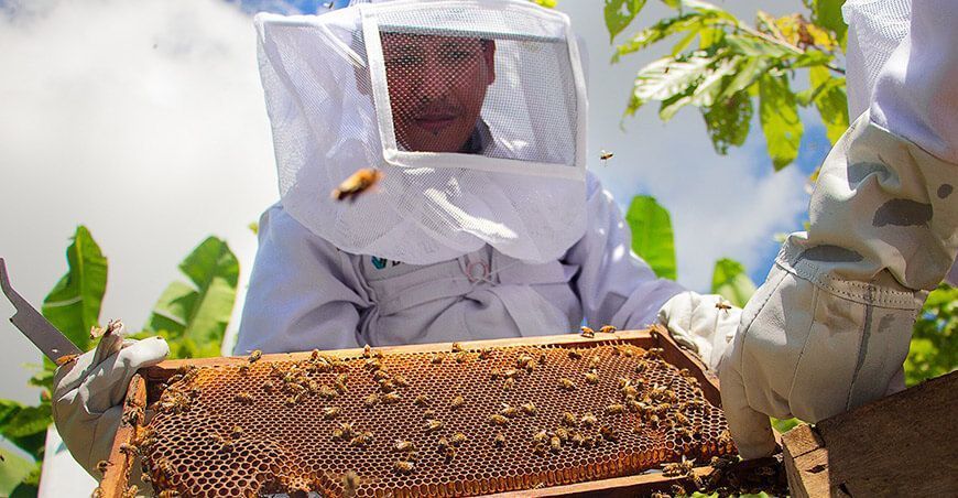 Apicultores crianza de abejas y producción de miel Perú