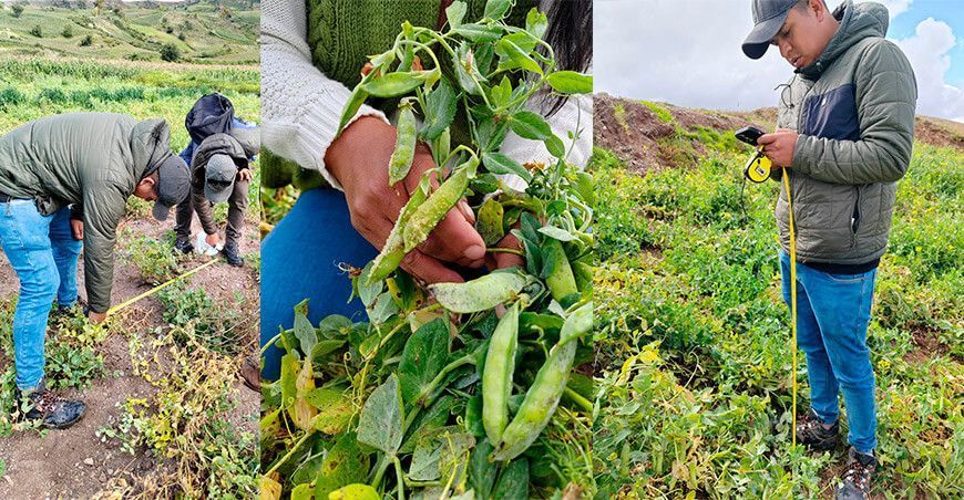 Aseguradora Rímac evalúa cultivos dañados por granizadas en Huancavelica