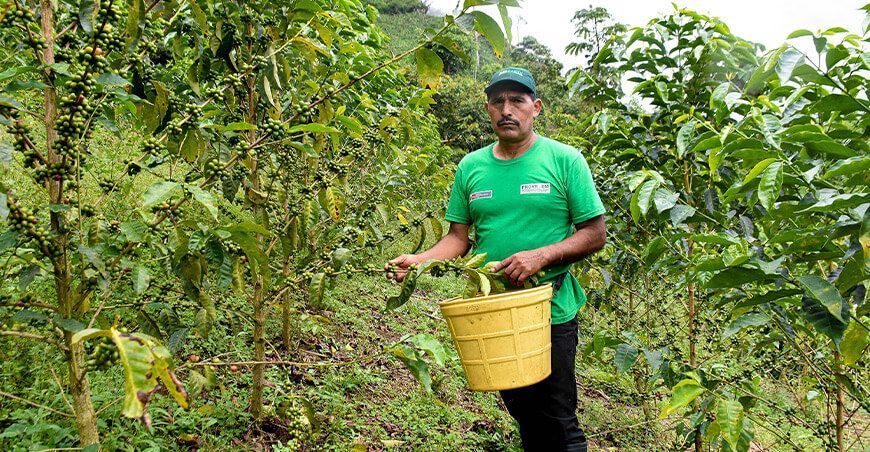 caficultor Ayacucho Pedro Durán Zamora produce seis variedades de cafés Perú