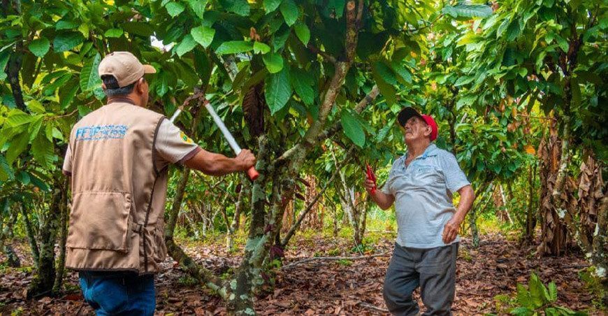 Cáritas del Perú brinda asistencia técnica a 500 pequeños productores de cacao orgánico