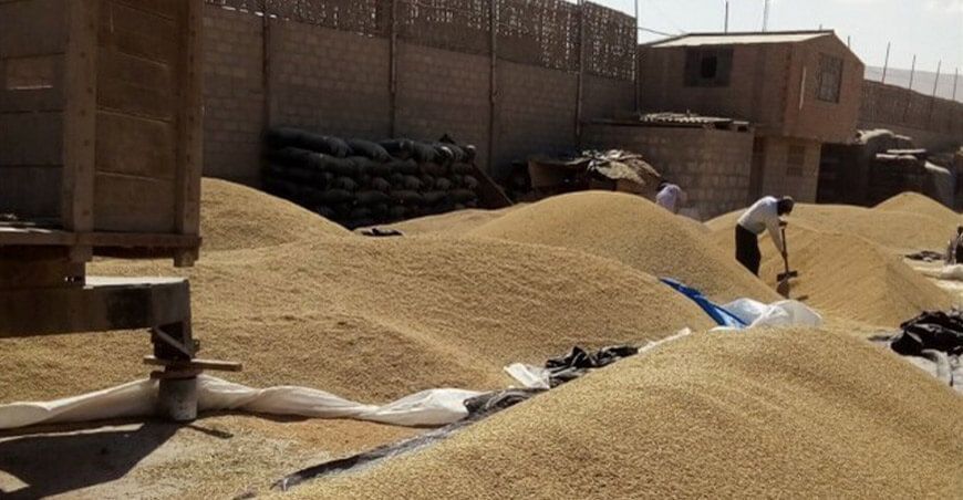 cosecha de arroz Arequipa Perú