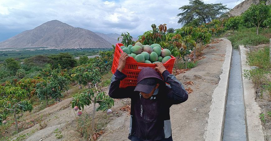 cosecha exportación de mango productores de Moro Ancash Perú