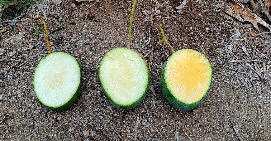 Descubre cómo identificar cuándo el mango está listo para ser cosechado grados de maduración mango Sedir Ancash Perú