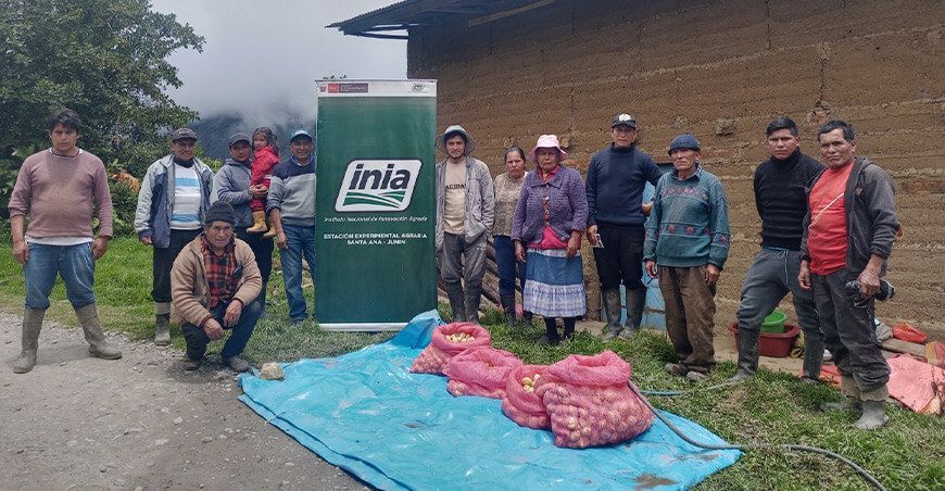 Productores de Huancamanta cosechan 2 TM de semillas de papa de calidad