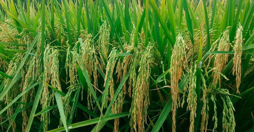 cultivo arroz Perú