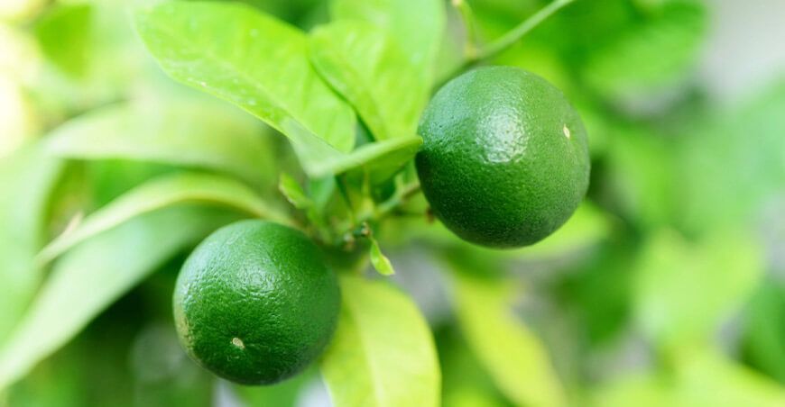 Inacal aprueba requisitos de calidad del limón Perú