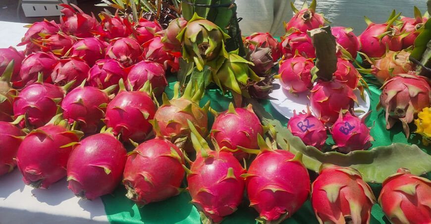 cultivo de pitahaya en el Perú