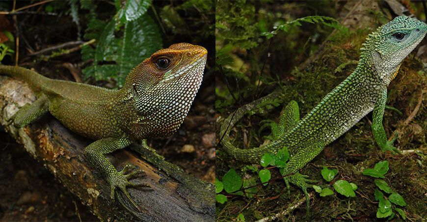 Descubren dos nuevas especies de lagartijas en la Cordillera de Colán en Amazonas Perú