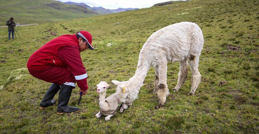 Comienza asistencia técnica para empadre, parición y control de crías de alpacas en Huancavelica Perú