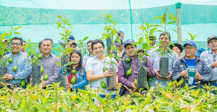 plantones de palto injertados a productores de Talavera en Apurímac Perú