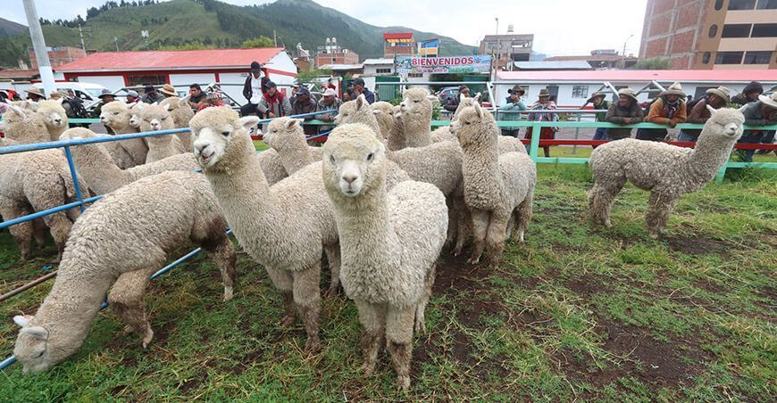 Entrega de 300 alpacas reproductores beneficiará a más de 8000 familias cusqueñas