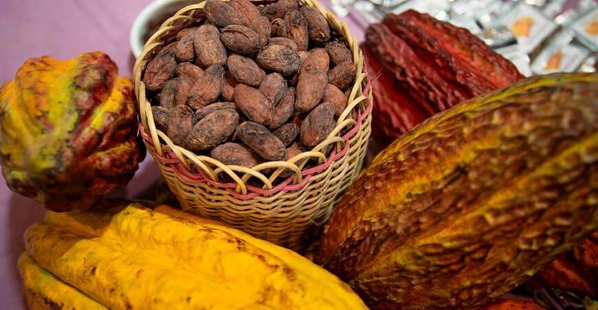 exportación de cacao peruano El Perú buscará impulsar su posicionamiento como origen de cacao fino de aroma y orgánico
