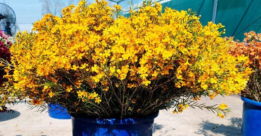 exportación de flores Perú