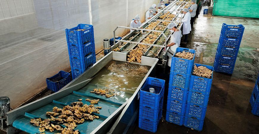 exportación de jengibre kion Perú
