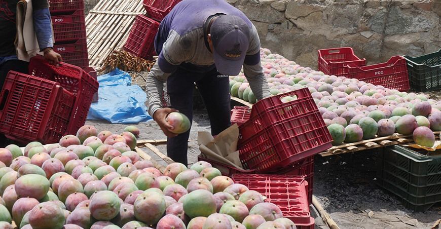 Exportación de mango Perú