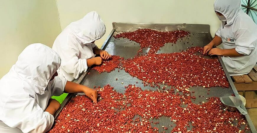 Perú exportación maní orgánico