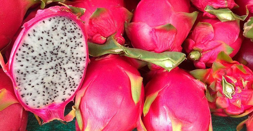 exportación de pitahaya Perú