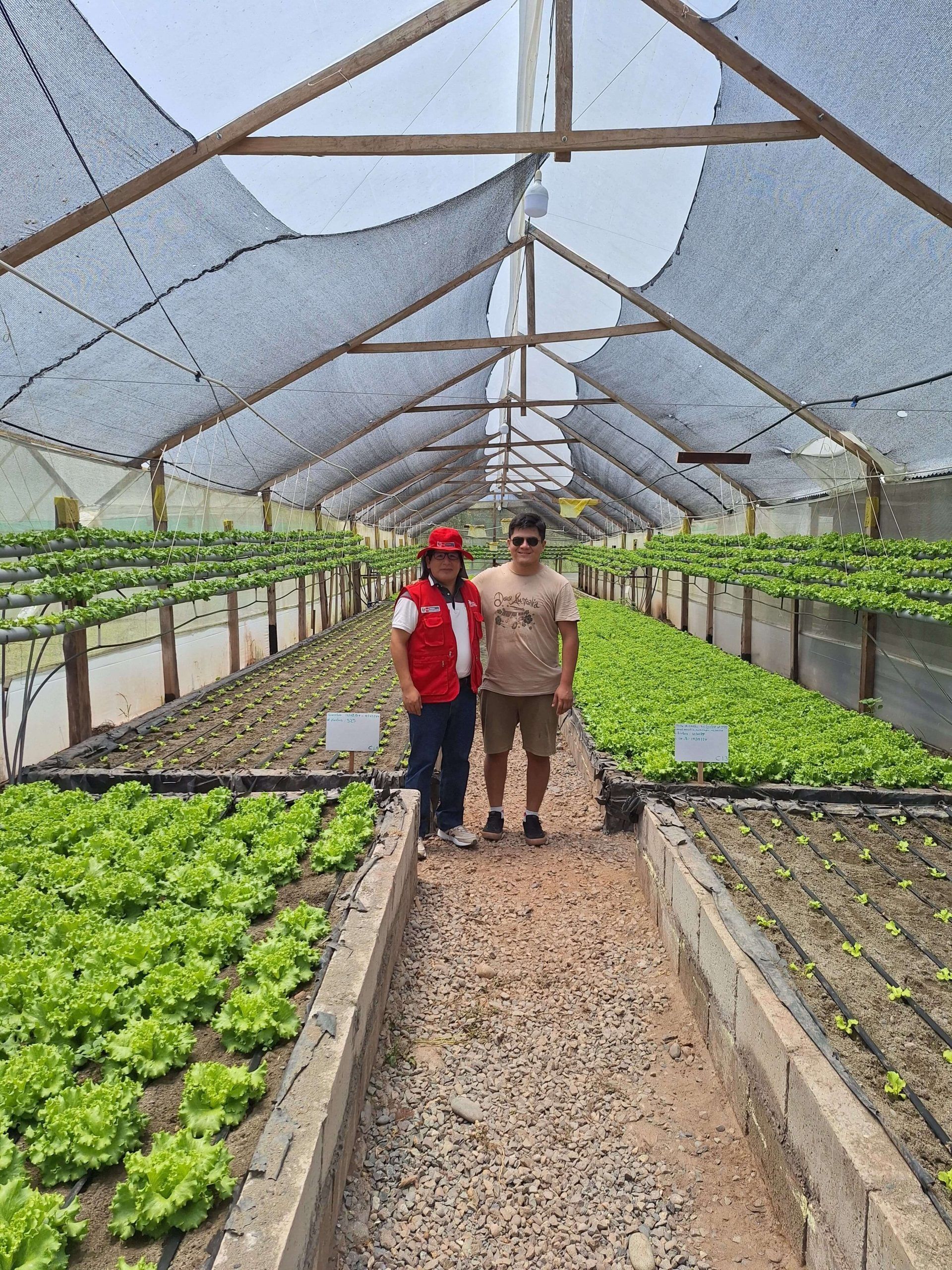 IoT en el proceso productivo de lechuga (Batavia caipira)