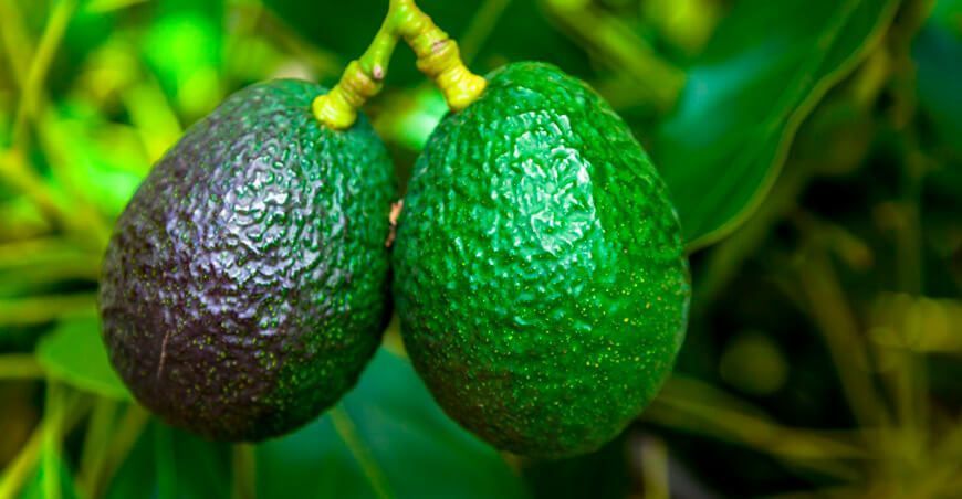 enfermedades y hongos en la palta