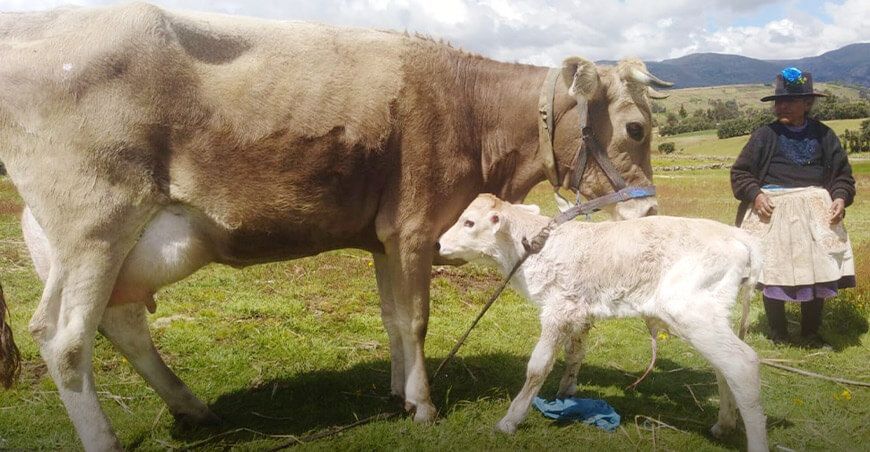 Nacen los primeros becerros por inseminación artificial en Huanaspampa en Huancavelica Perú