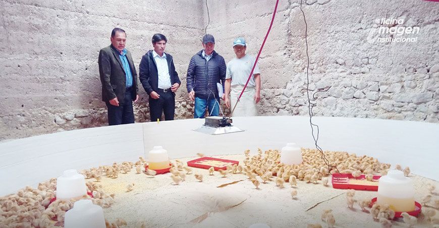 Distrito de Mariscal Cáceres muestra un notable potencial en la crianza de aves domésticas Huancavelica Perú