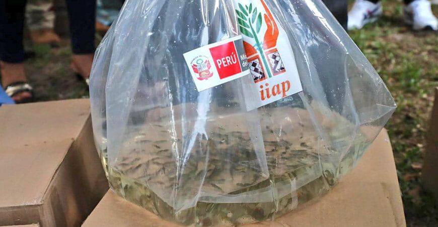 IIAP entrega alevinos peces amazónicos comunidades Perú