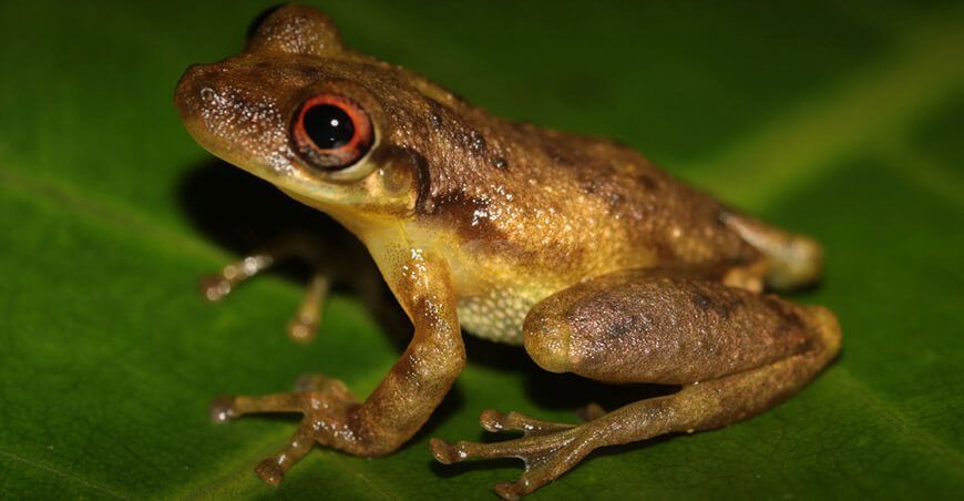 IIAP descubre una nueva especie de rana denominada Scinax ushiniauae