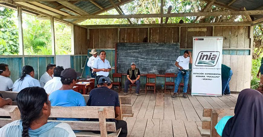 Productores de Iparia implementan tecnologías para producir forraje de calidad en Ucayali Perú