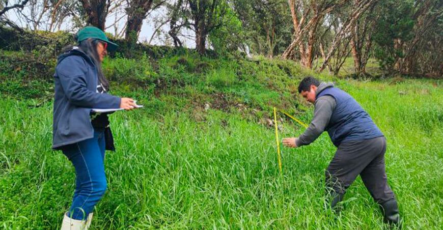 Cajamarca: Implementarán sistema de pastoreo para producir forraje de alta calidad para ganado vacuno INIA Perú