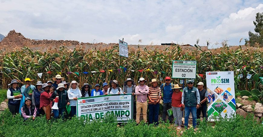 Productores implementan tecnologías para potenciar la calidad genética del maíz morado en Arequipa Perú maíz morado de la variedad INIA 615 “Negro Canaán”
