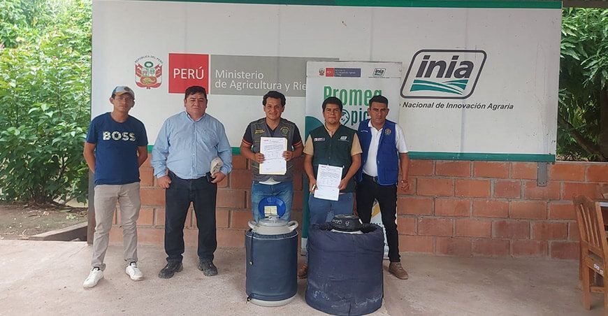 INIA mejorará la calidad genética del ganado vacuno en Utcubamba y San Isidro de Maino en Amazonas Perú