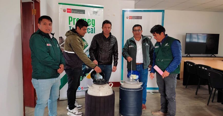 INIA transfirió pajillas de semen de ganado vacuno en Omia en Amazonas Perú