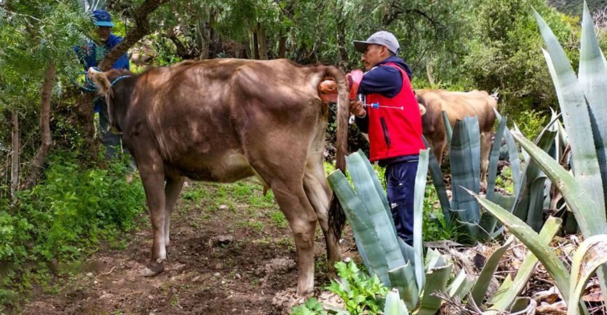inseminación artificial ganado bovino Ayacucho Perú